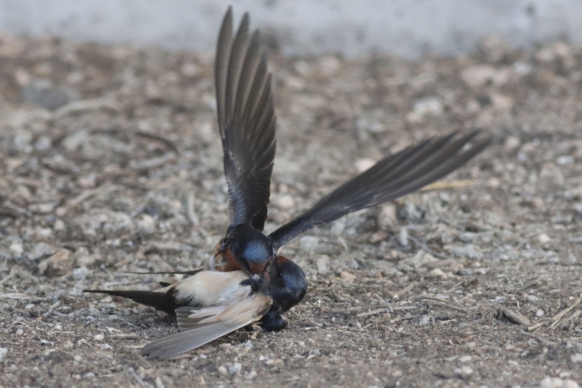 Barn Swallow - ML623823713