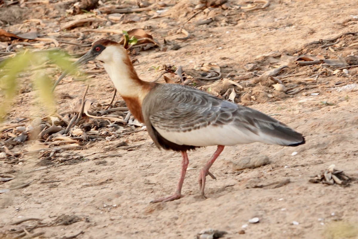 Buff-necked Ibis - ML623823725