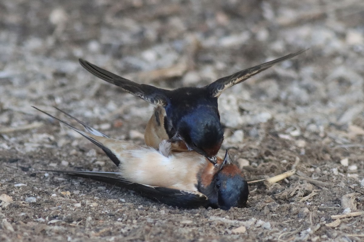 Barn Swallow - ML623823736