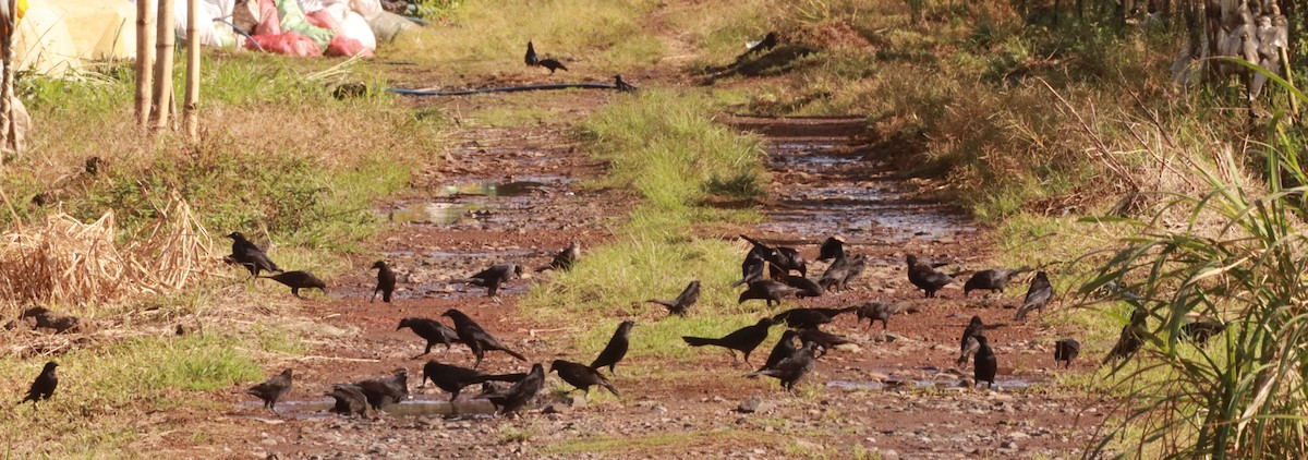 Giant Cowbird - ML623823758