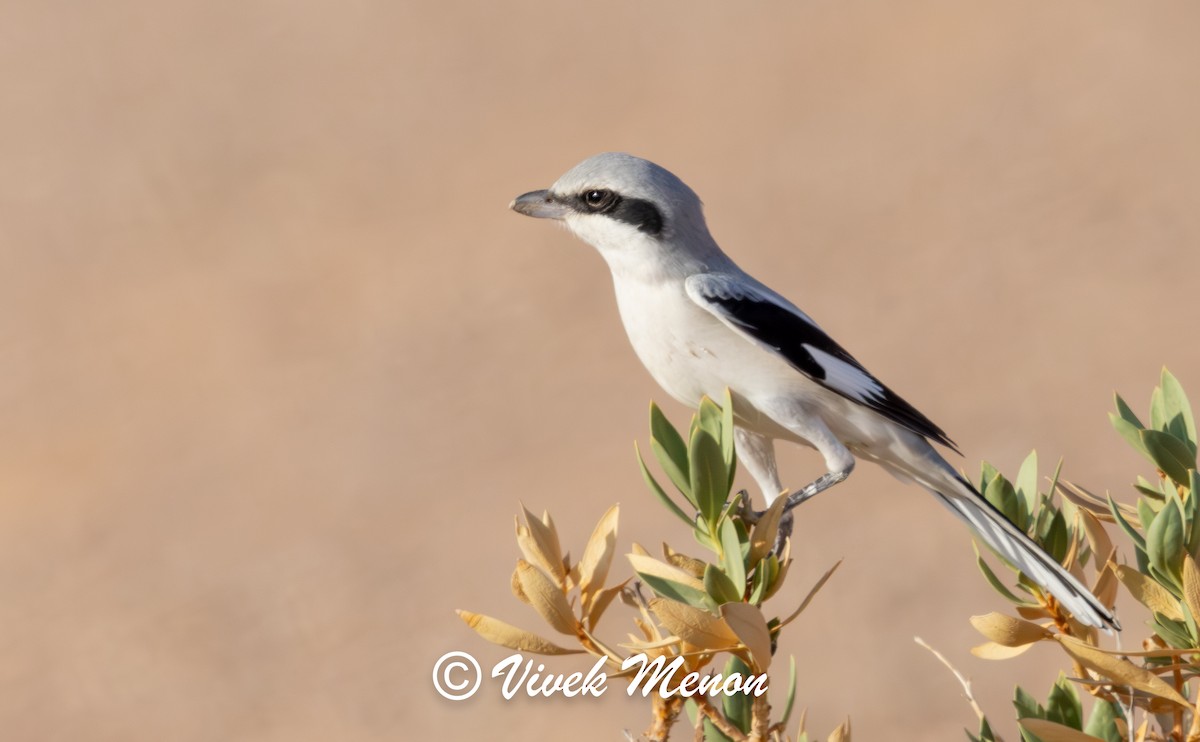 Great Gray Shrike (Arabian) - ML623823799