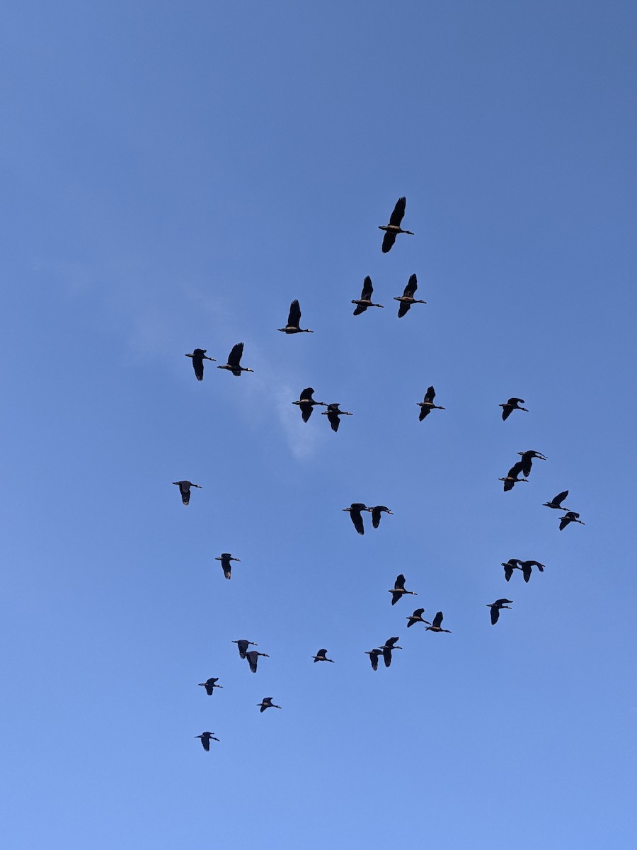 White-faced Whistling-Duck - ML623823822