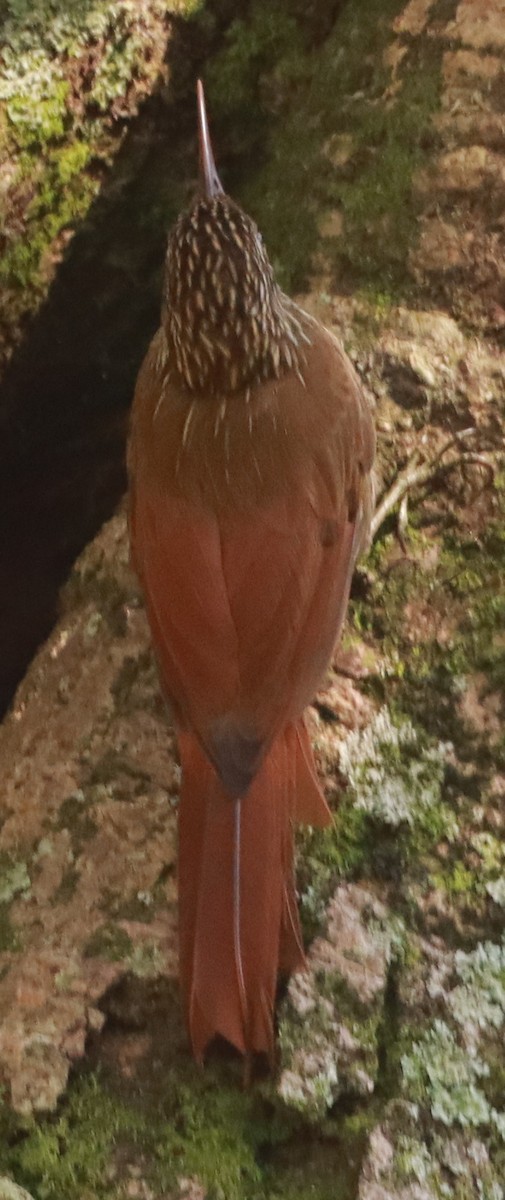 Streak-headed Woodcreeper - ML623823837