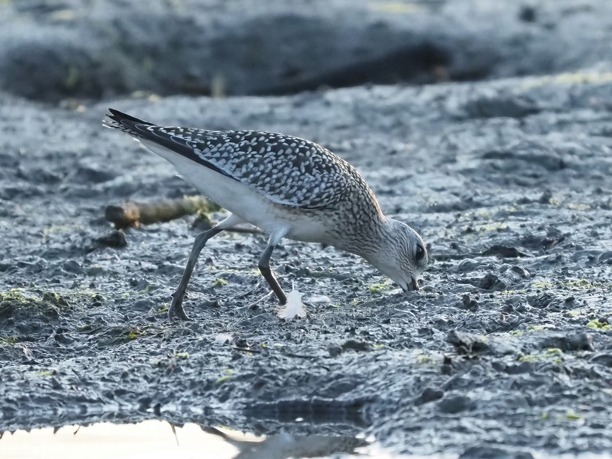 Black-bellied Plover - Dorlisa Robinson