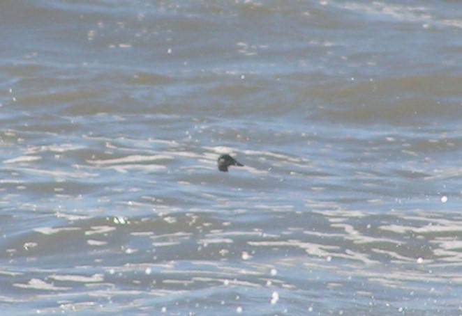 White-winged Scoter - ML623823843