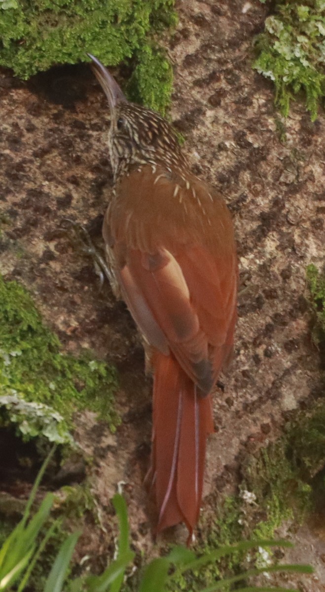 Streak-headed Woodcreeper - ML623823846