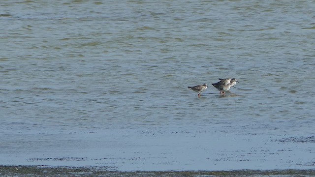 Common Redshank - ML623823849