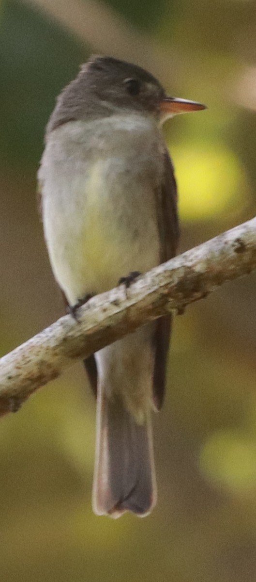 Eastern Wood-Pewee - ML623823873