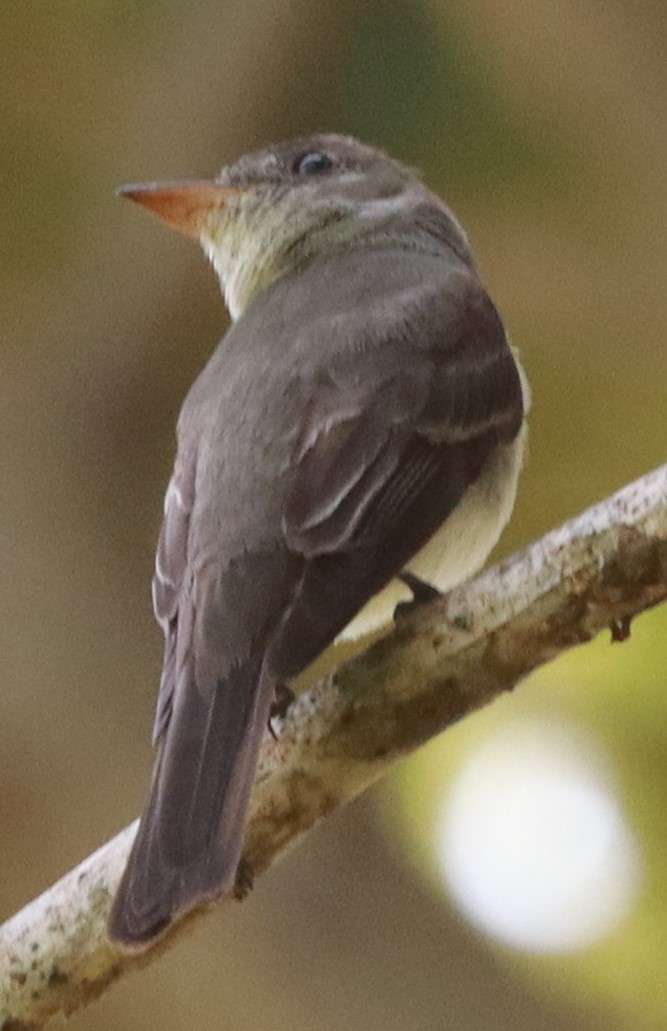 Eastern Wood-Pewee - ML623823883