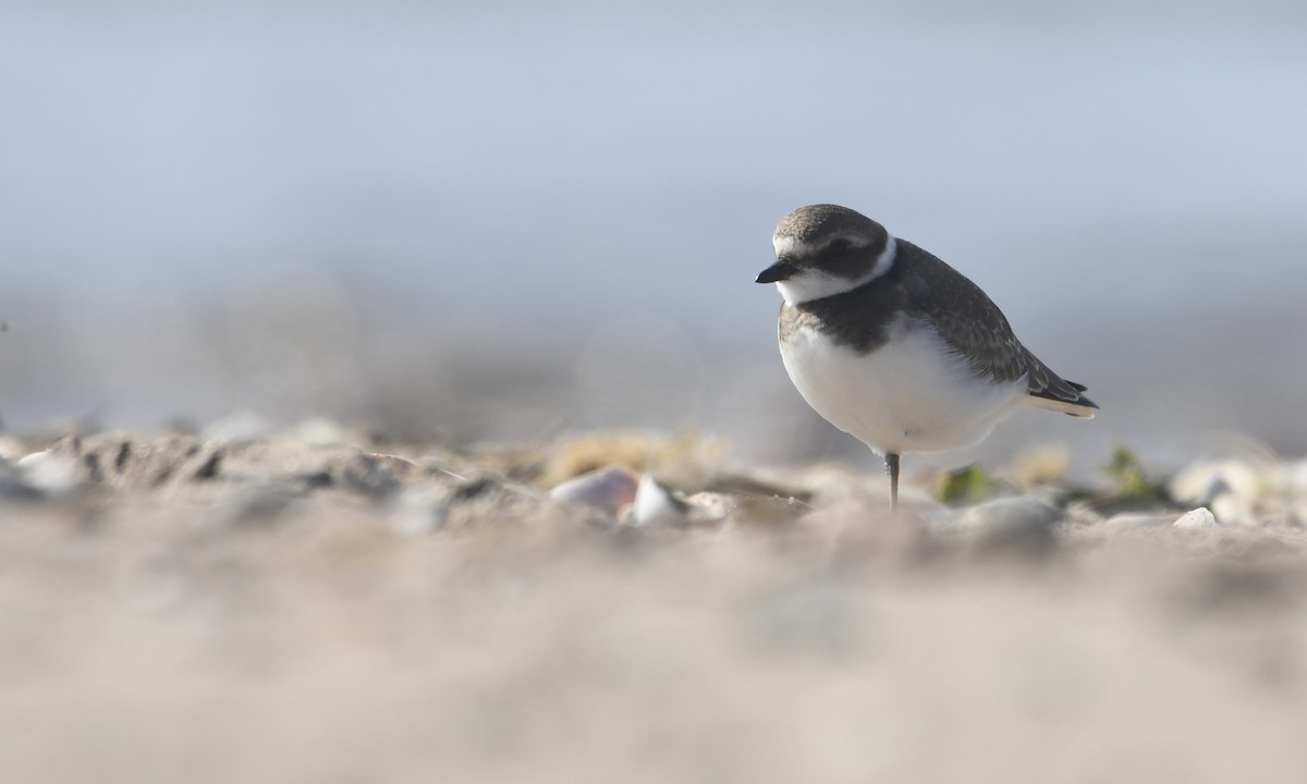 Semipalmated Plover - ML623823884