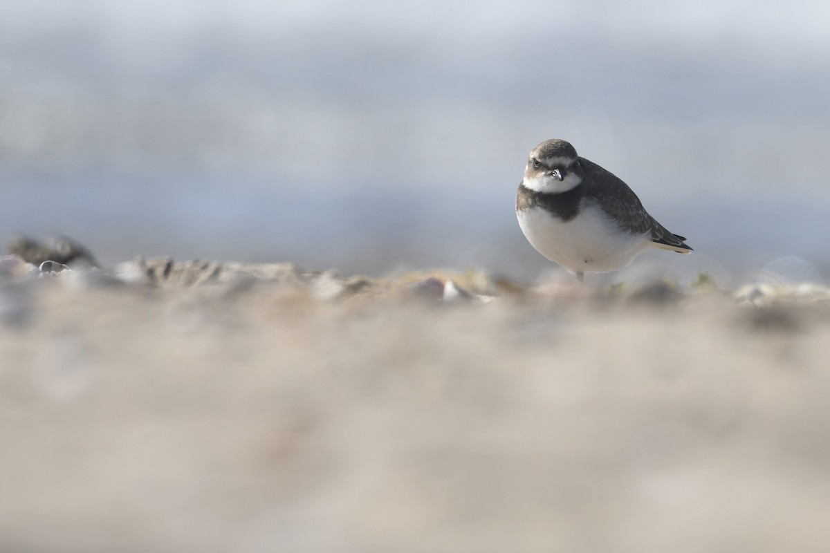 Semipalmated Plover - ML623823888