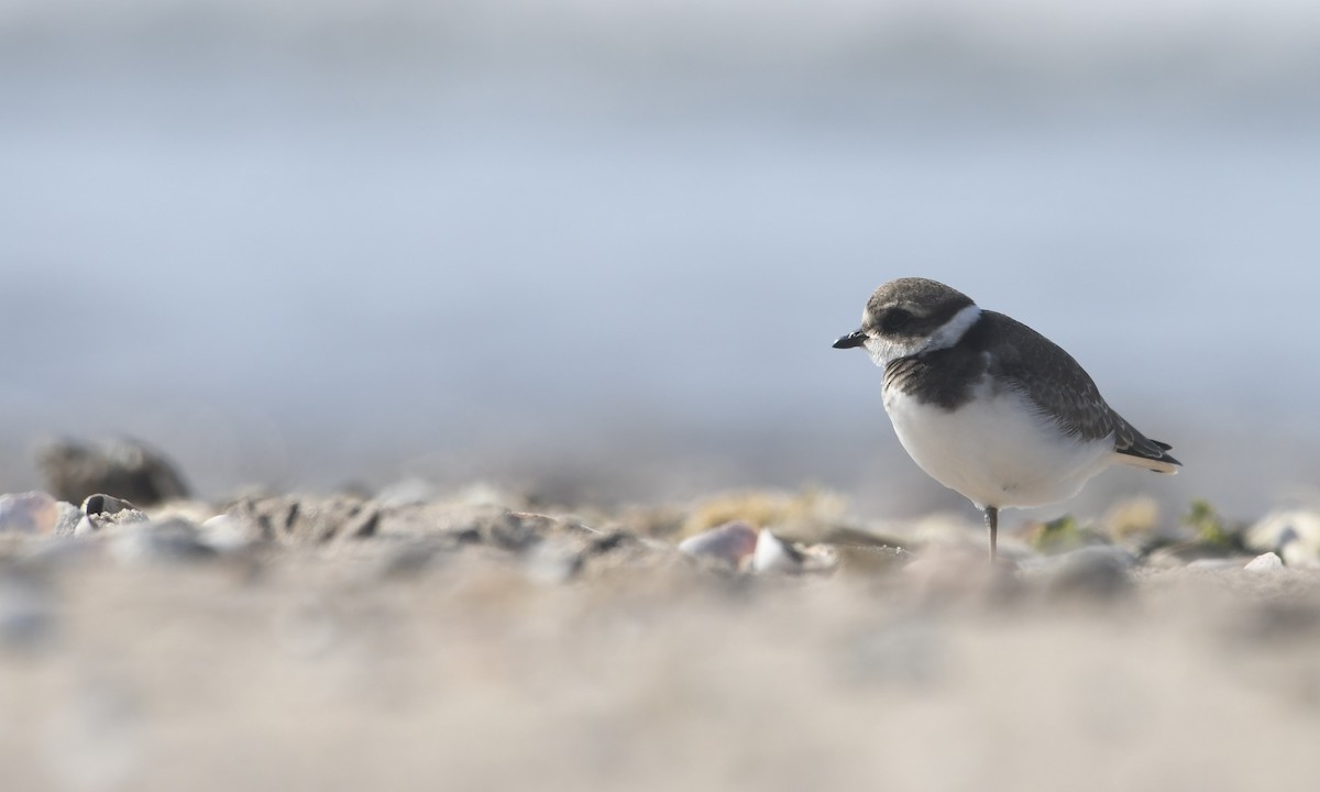 Semipalmated Plover - ML623823896