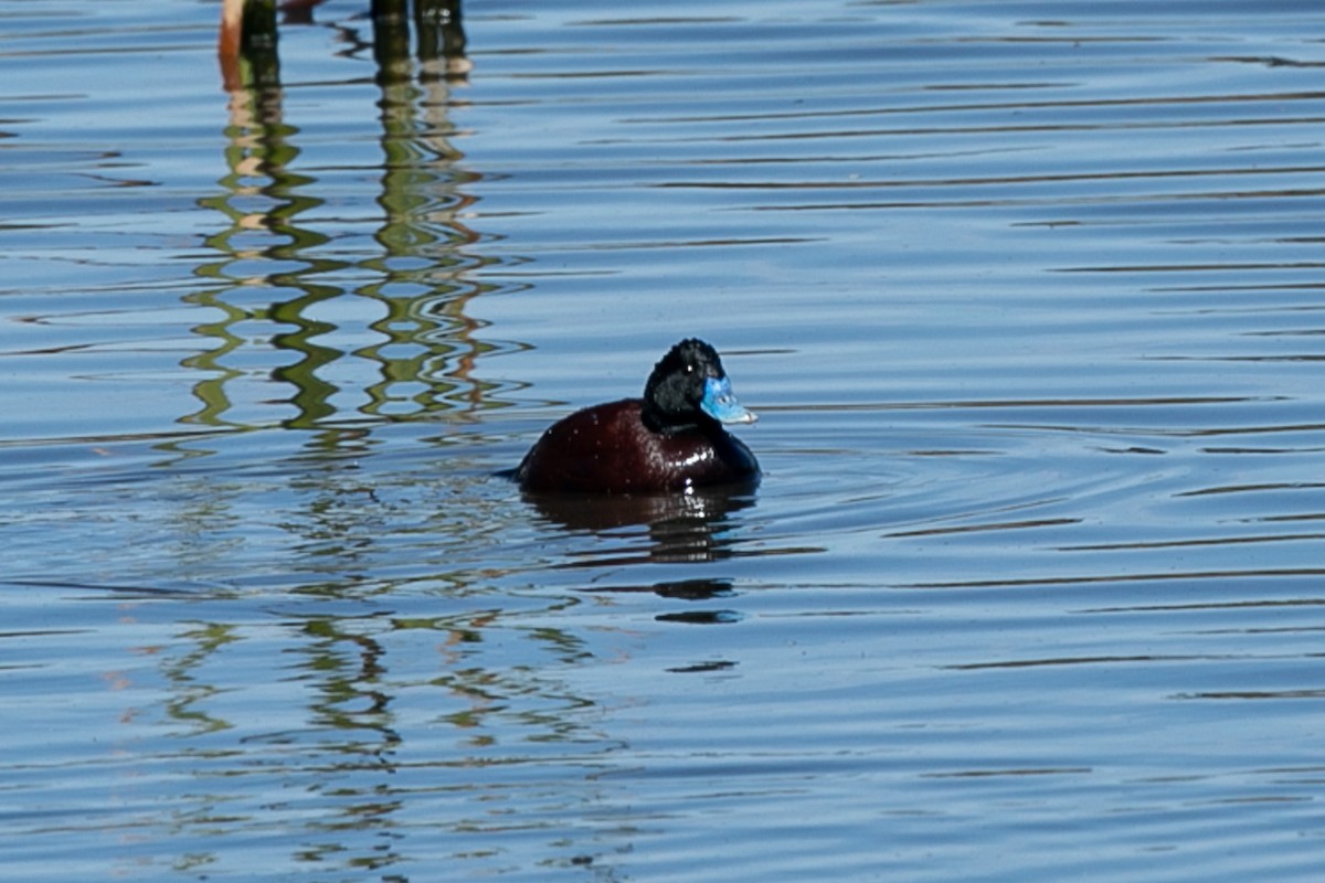 Blue-billed Duck - ML623823914