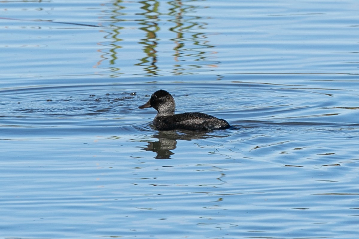 Blue-billed Duck - ML623823915