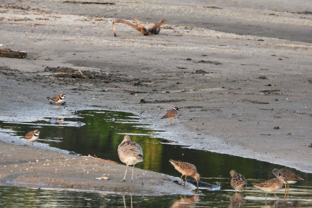 Short-billed Dowitcher - Anne Ensign