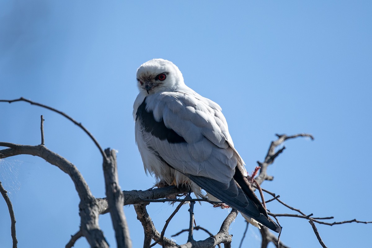 Black-shouldered Kite - ML623823943