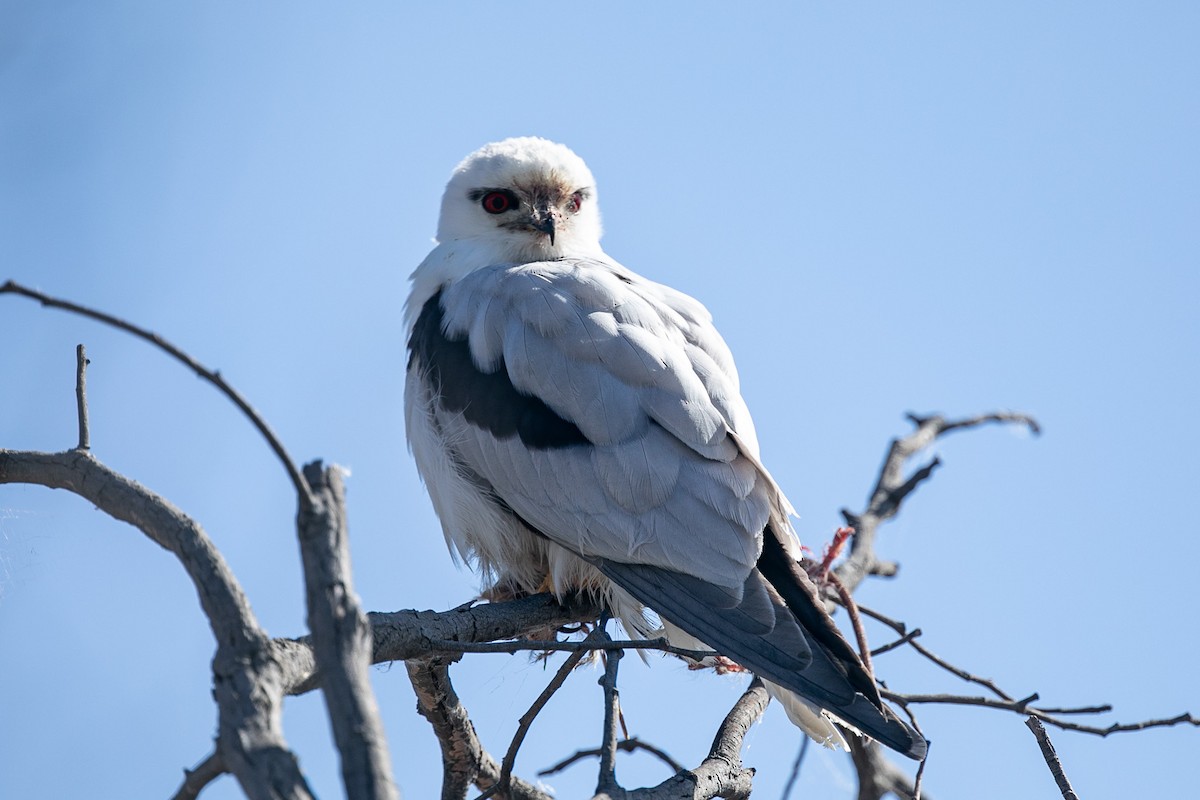 Black-shouldered Kite - ML623823944