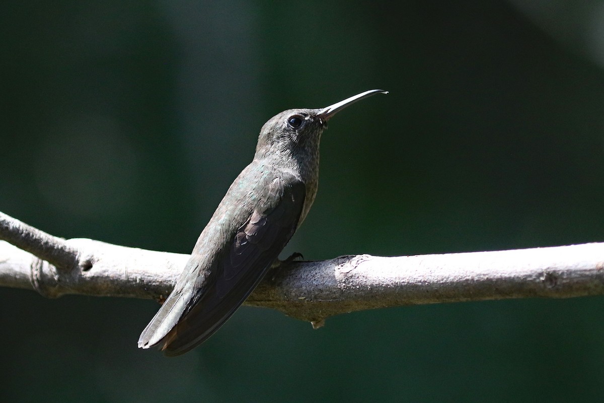 Sombre Hummingbird - ML623823946