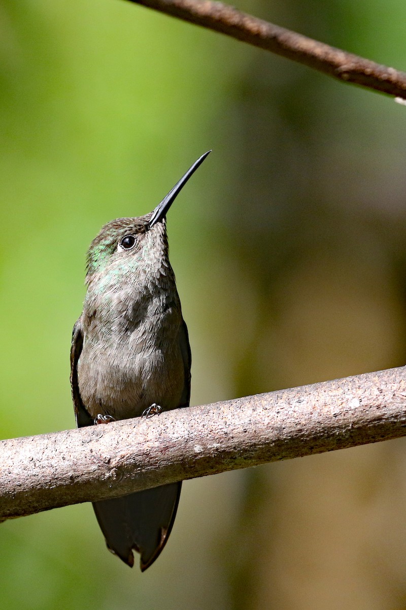 Sombre Hummingbird - ML623823947