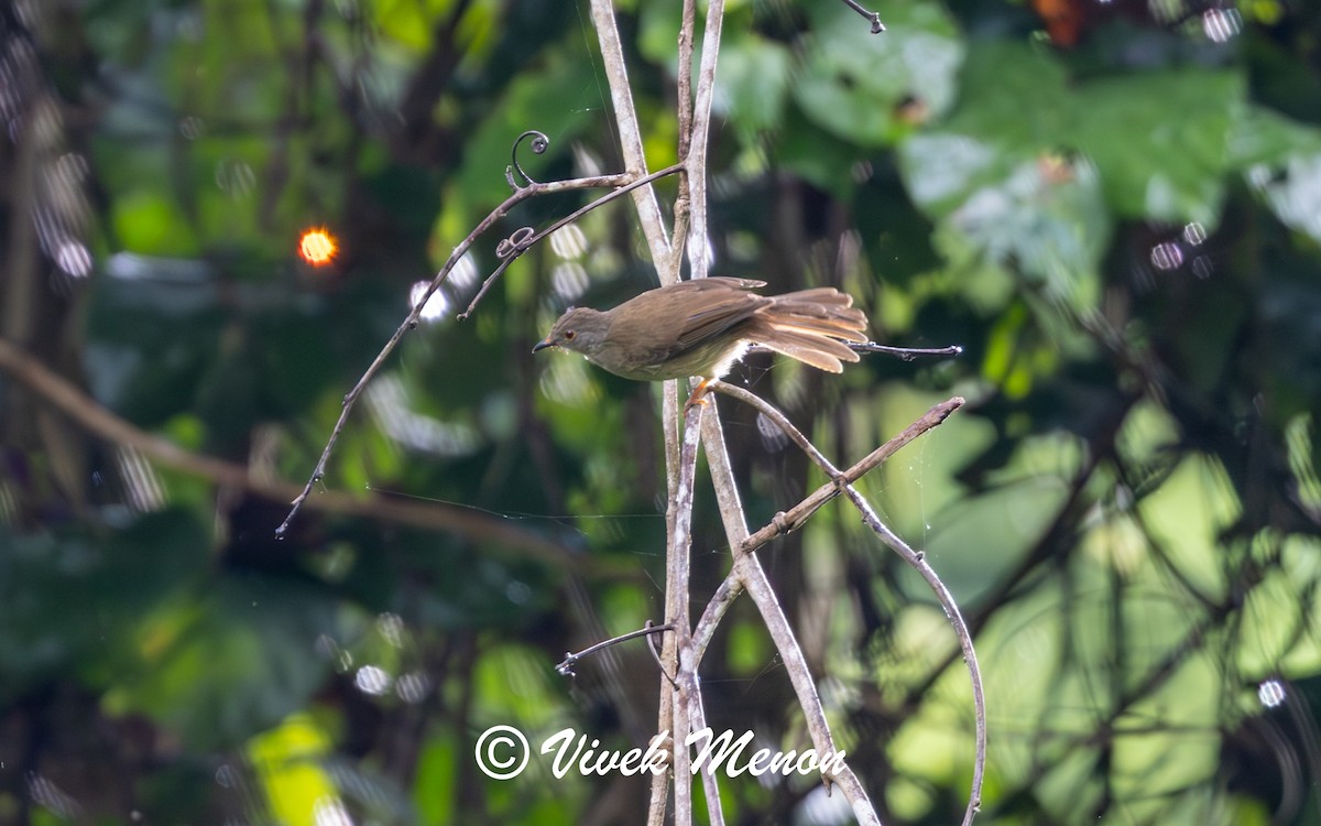 Spectacled Bulbul - ML623823968