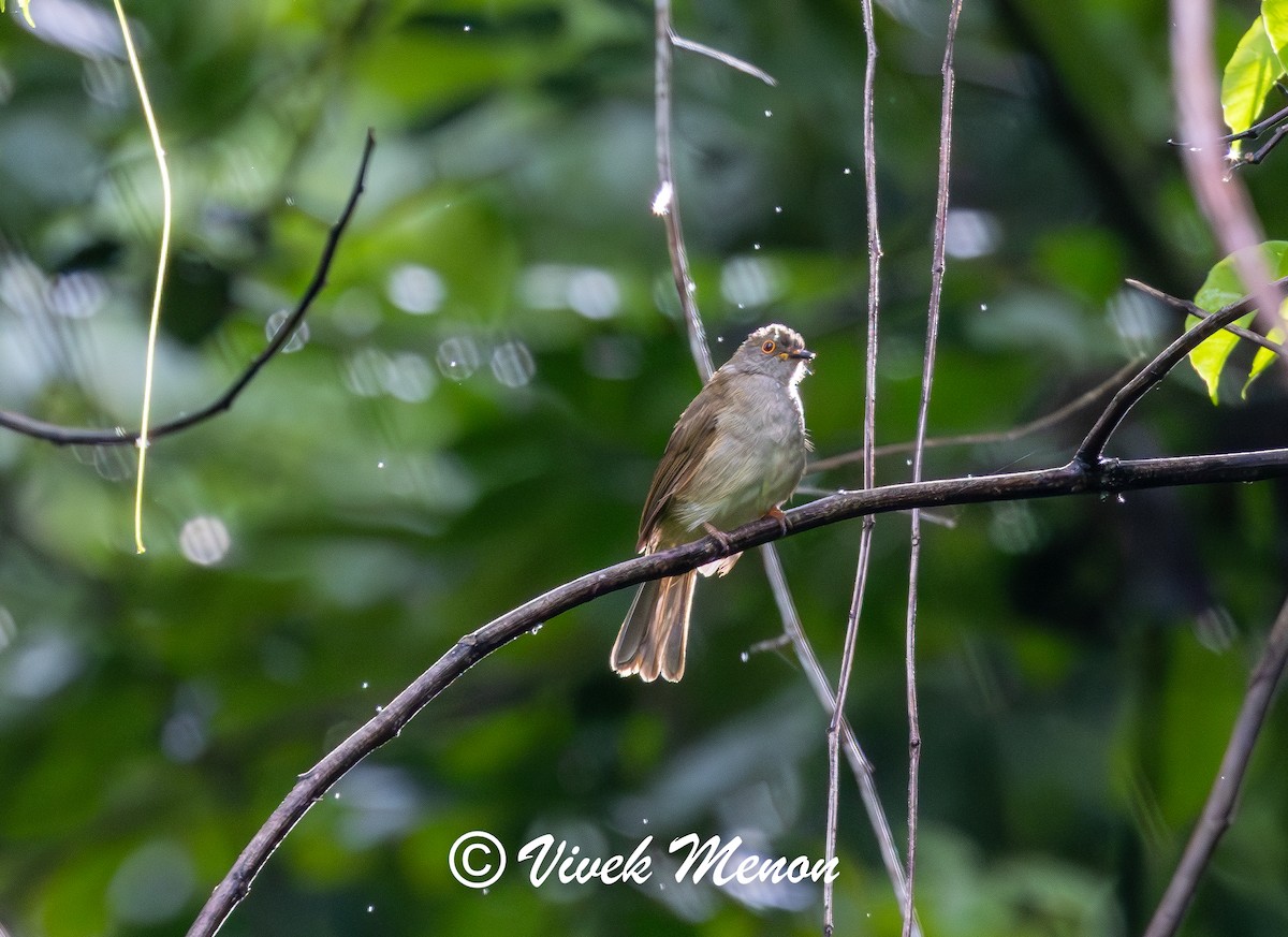 Spectacled Bulbul - ML623823970