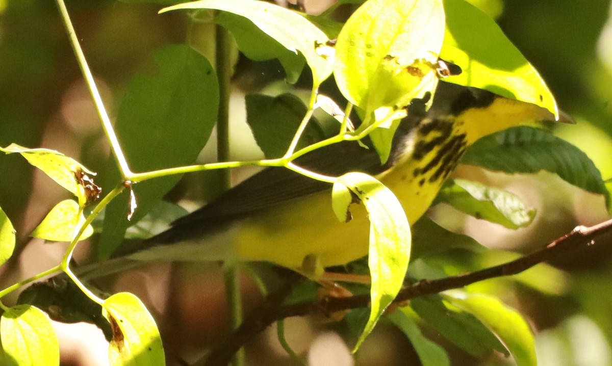 Canada Warbler - ML623823977