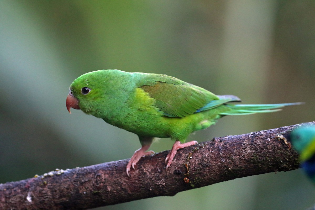 Plain Parakeet - ML623824019