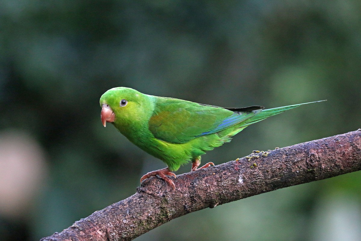 Plain Parakeet - ML623824020