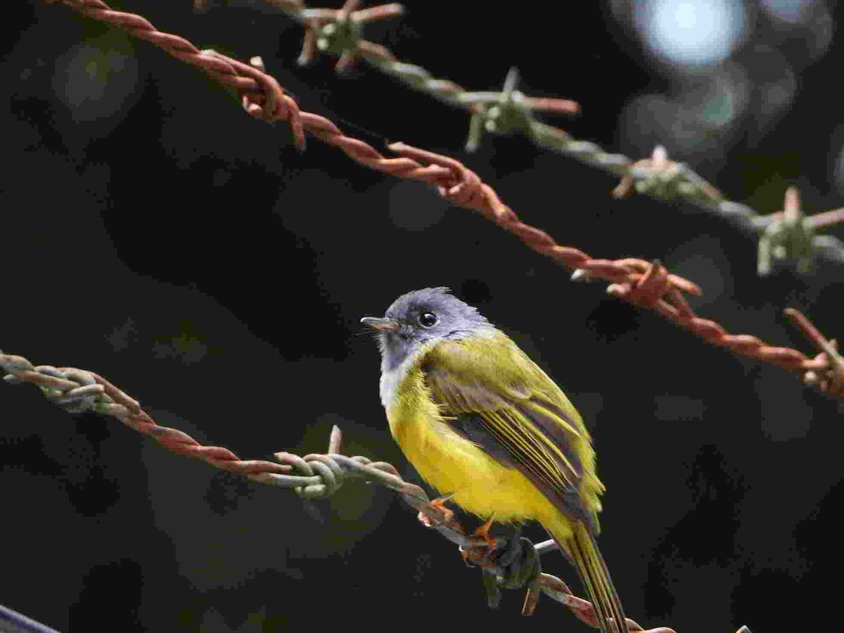 Gray-headed Canary-Flycatcher - ML623824021