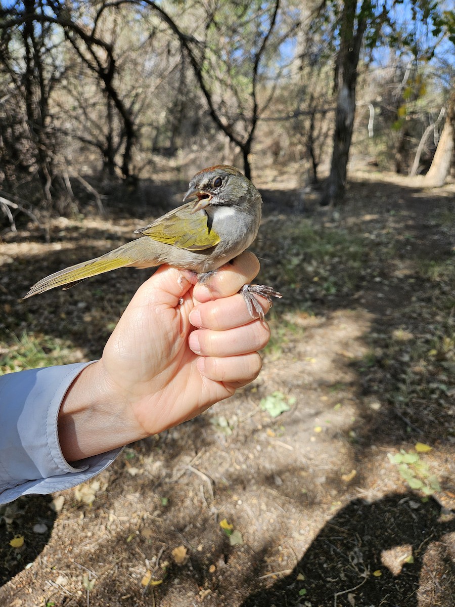 Green-tailed Towhee - ML623824049
