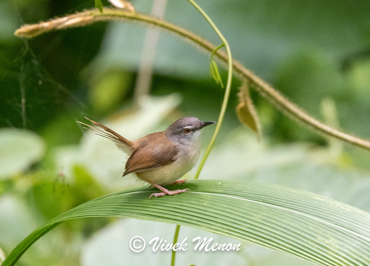 Rufescent Prinia - ML623824051