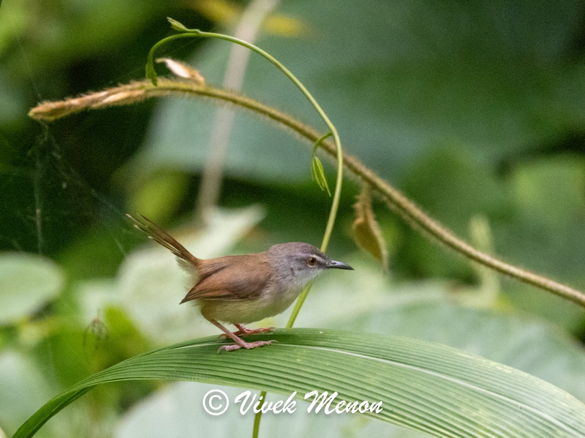 Rufescent Prinia - Vivek Menon