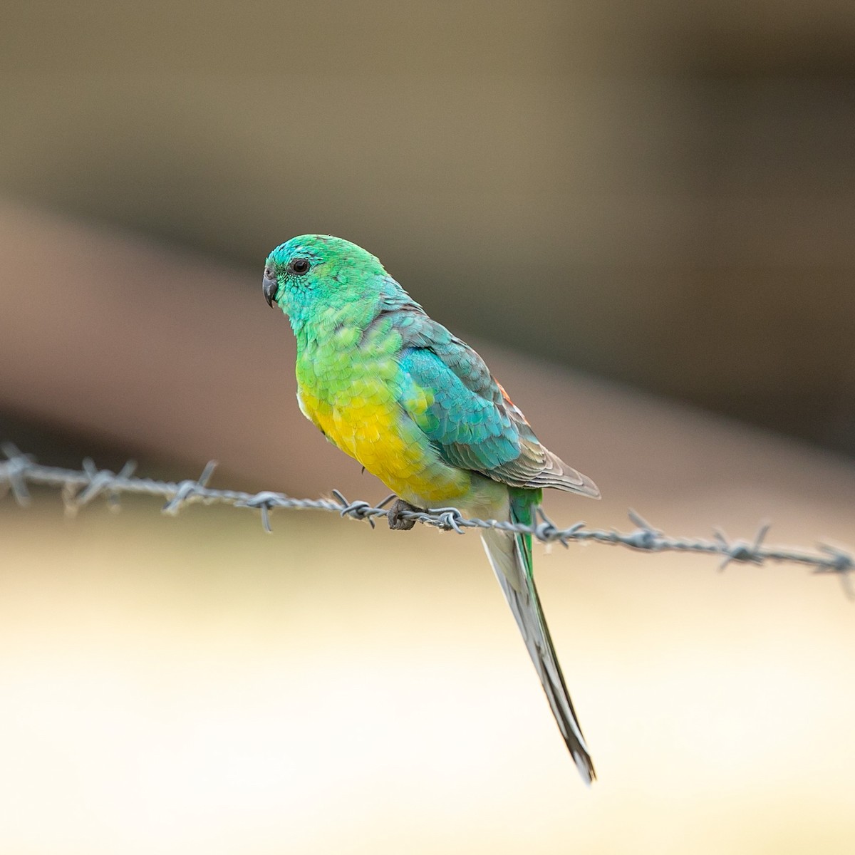 Red-rumped Parrot - ML623824086