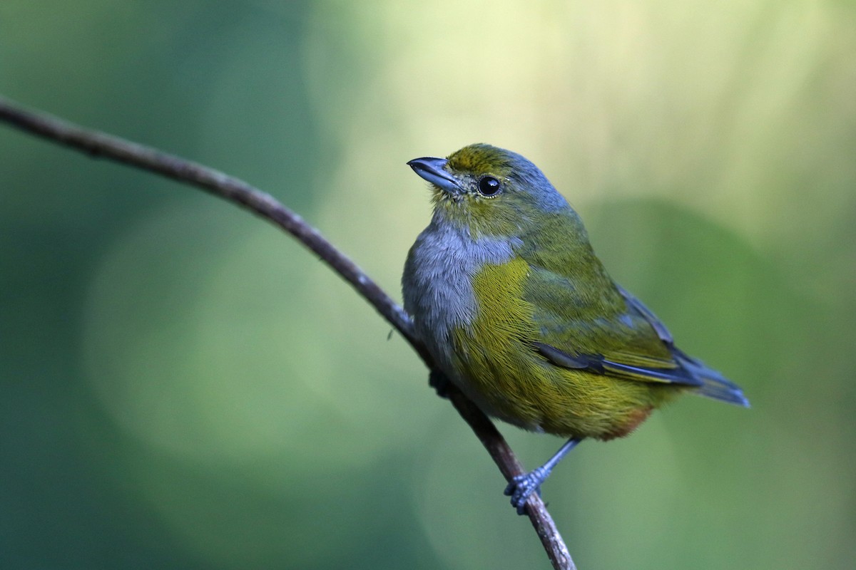 Chestnut-bellied Euphonia - ML623824120