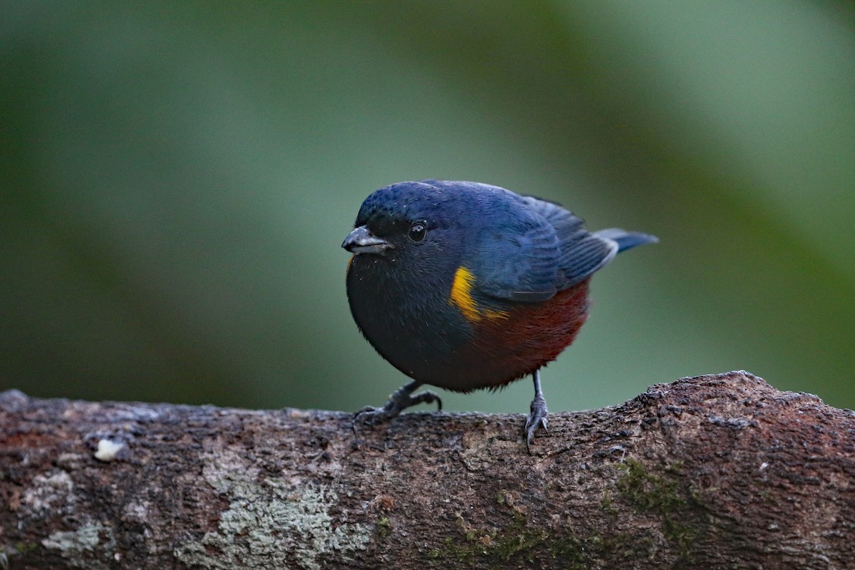 Chestnut-bellied Euphonia - ML623824121