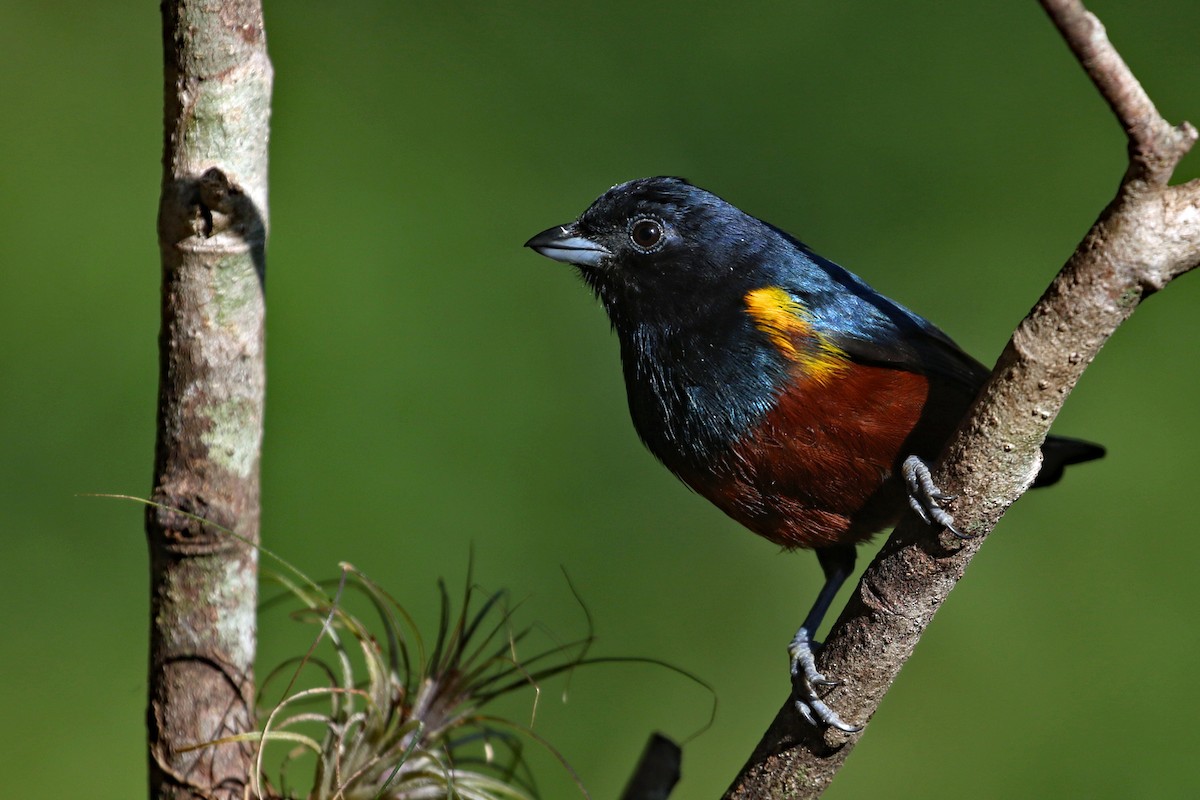 Chestnut-bellied Euphonia - ML623824122