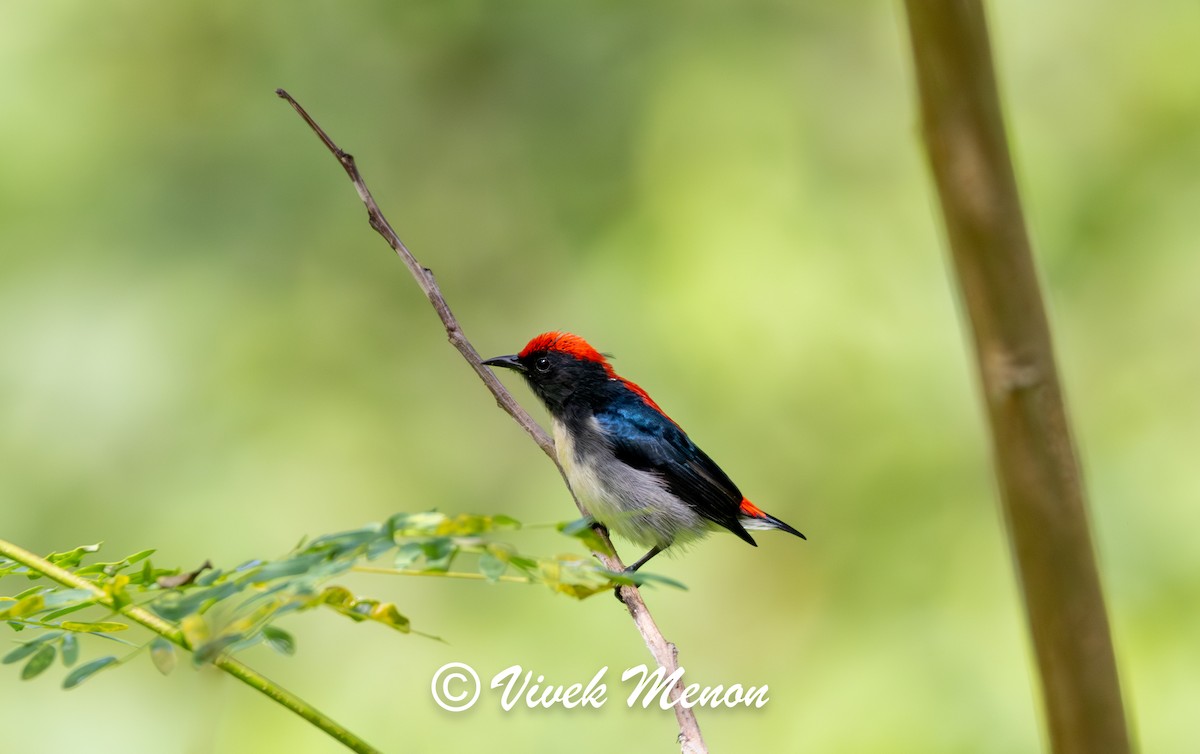 Scarlet-backed Flowerpecker - ML623824132