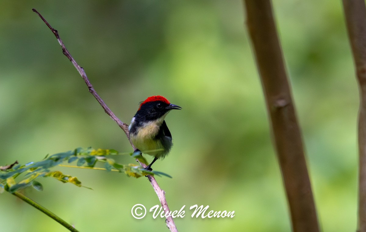 Scarlet-backed Flowerpecker - ML623824133