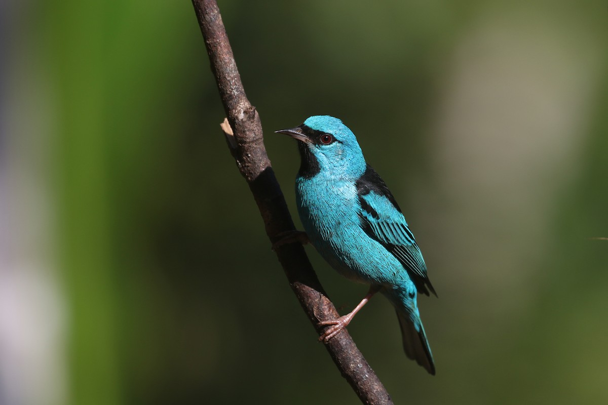 Blue Dacnis - ML623824166