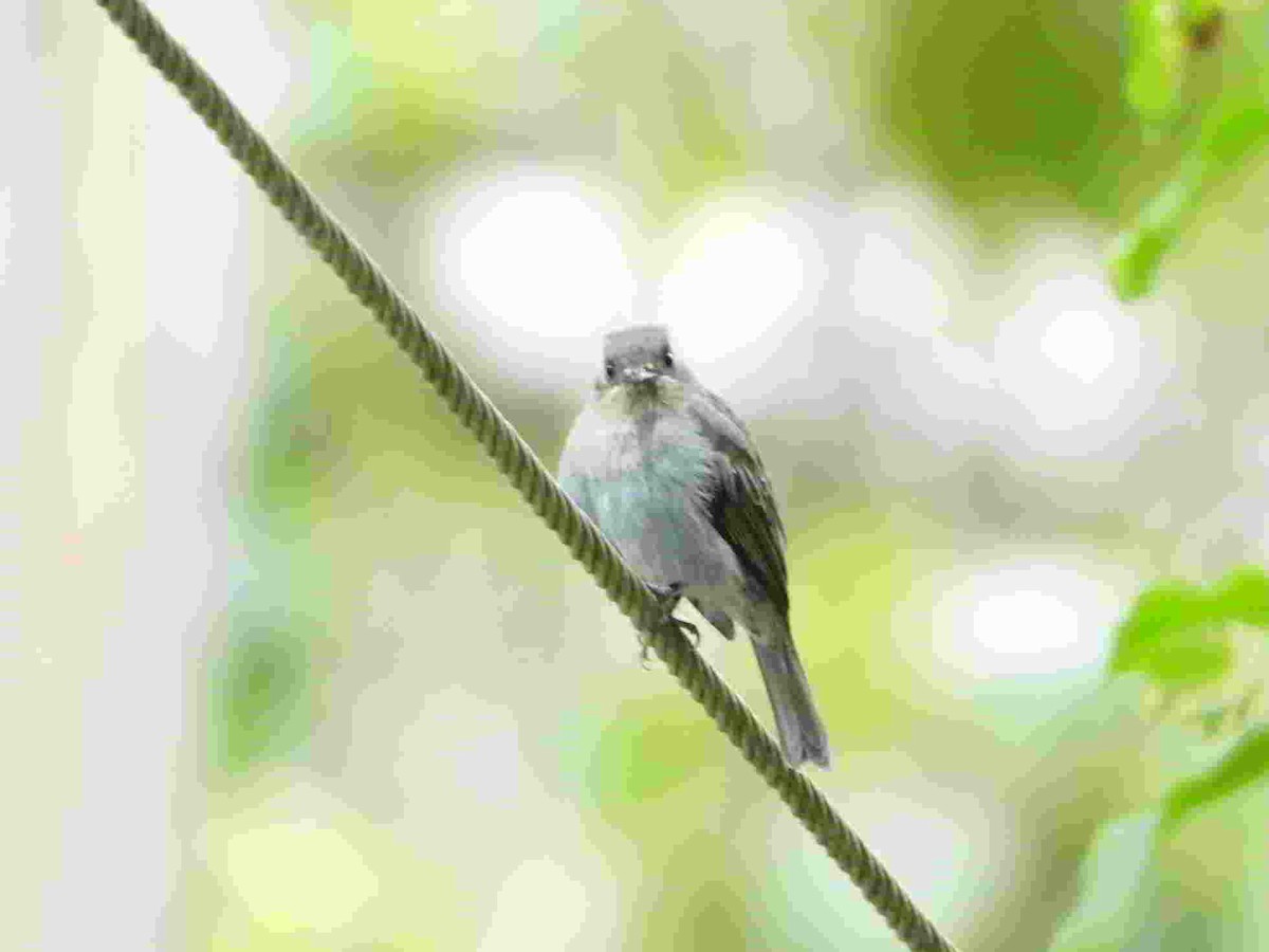 Nilgiri Flycatcher - ML623824188