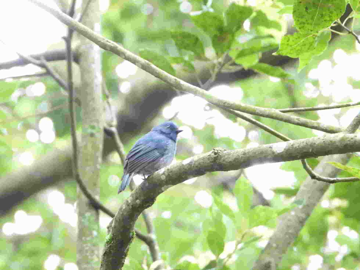 Nilgiri Flycatcher - ML623824189