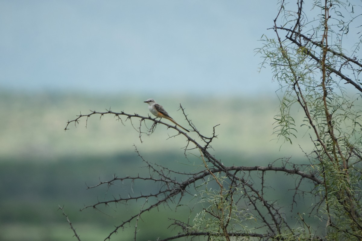 Scissor-tailed Flycatcher - ML623824223