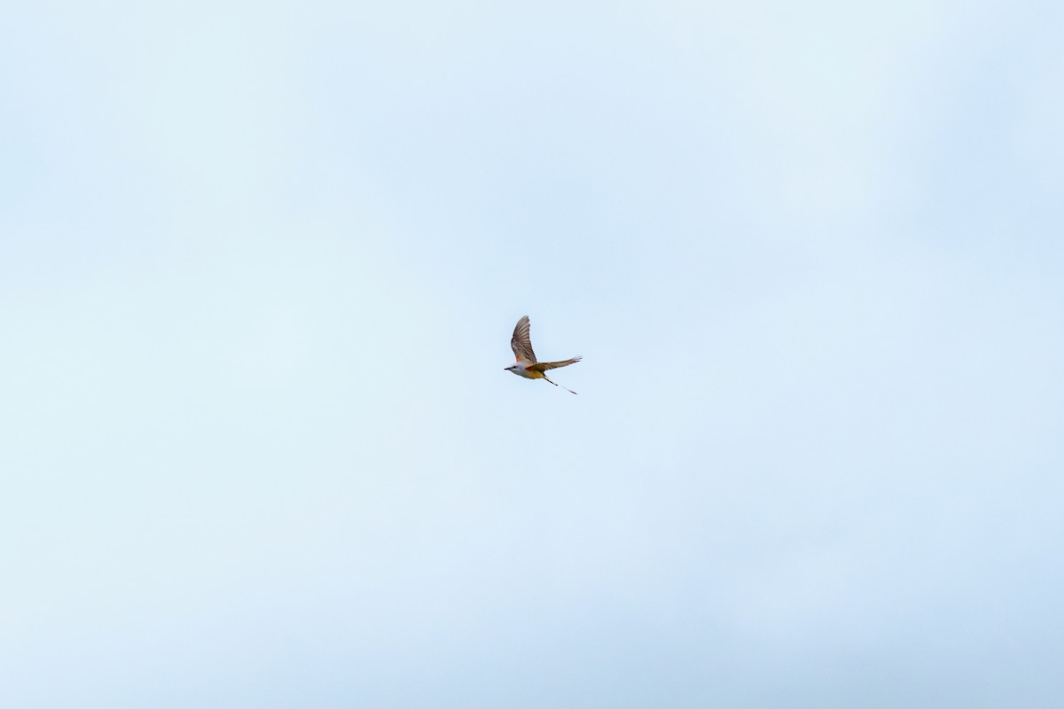 Scissor-tailed Flycatcher - ML623824224