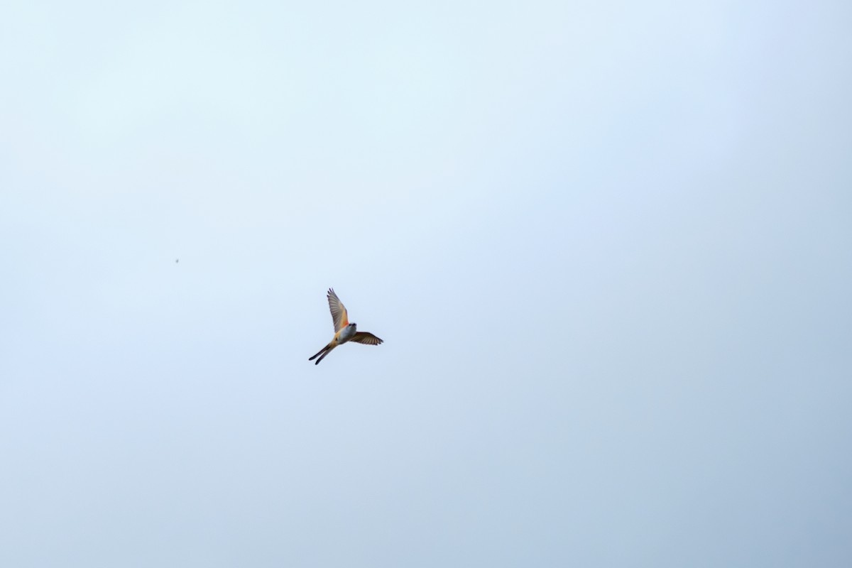 Scissor-tailed Flycatcher - ML623824226