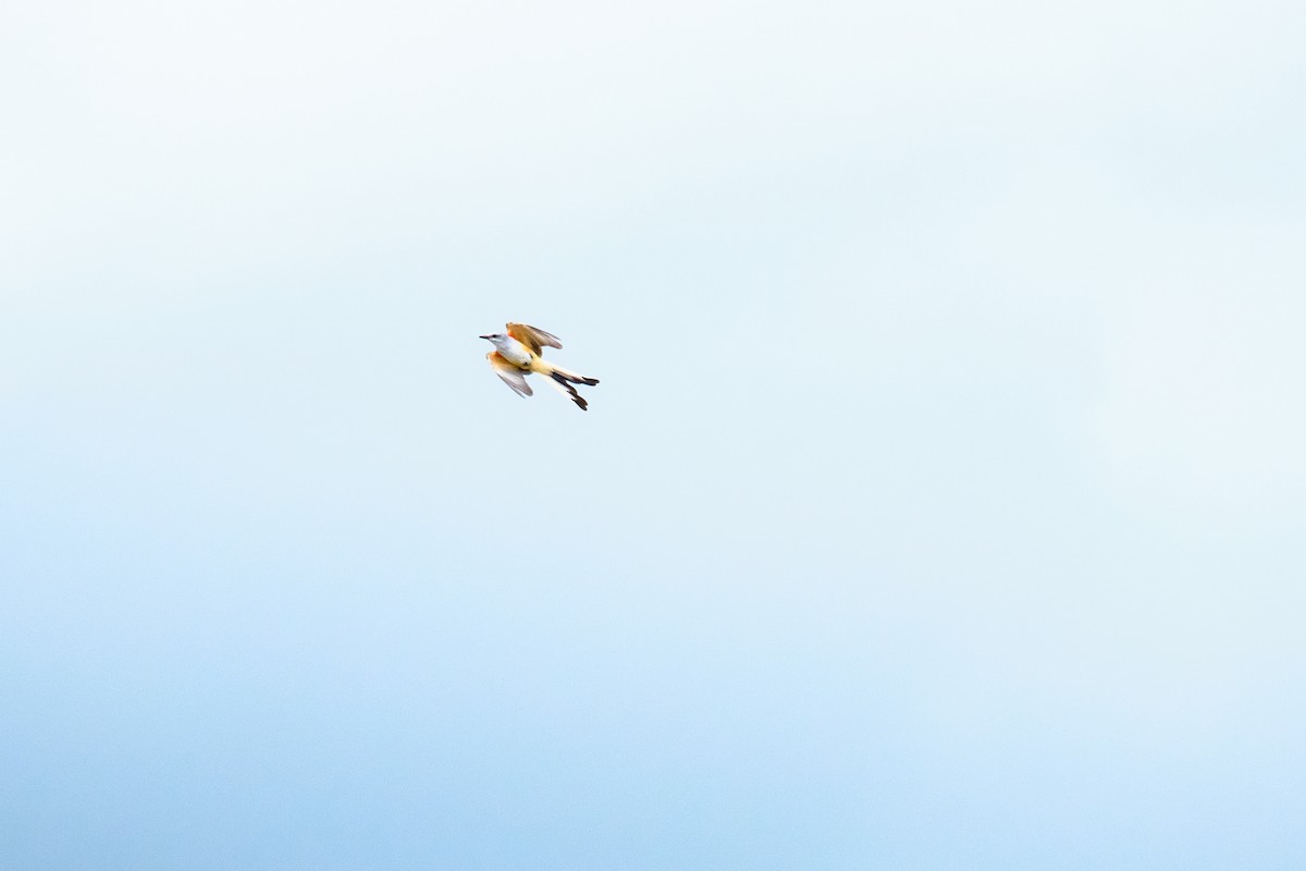 Scissor-tailed Flycatcher - ML623824227