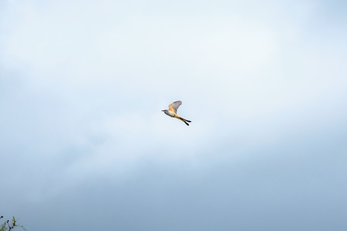 Scissor-tailed Flycatcher - ML623824228