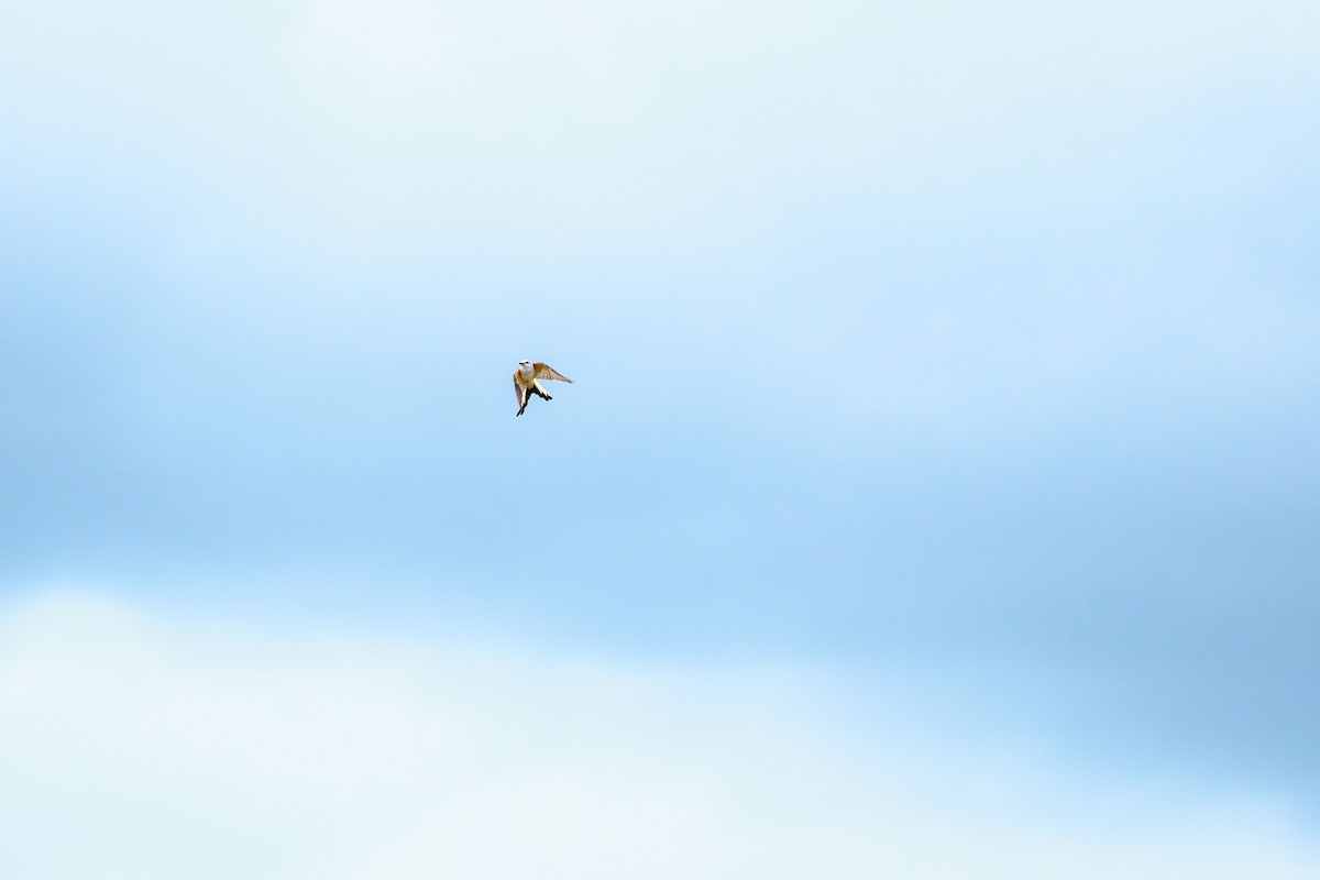 Scissor-tailed Flycatcher - ML623824229