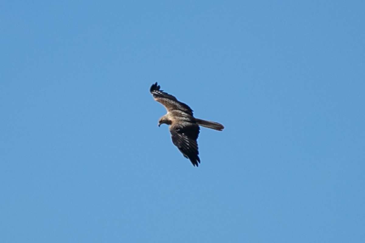 Whistling Kite - ML623824252