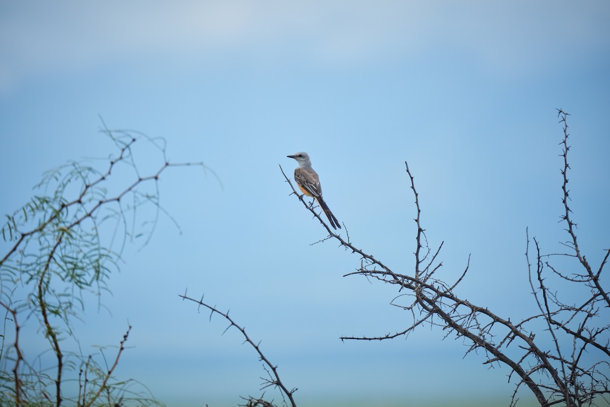 Scissor-tailed Flycatcher - ML623824255