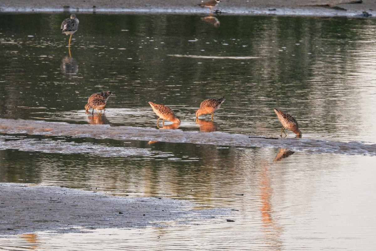 Short-billed Dowitcher - ML623824270